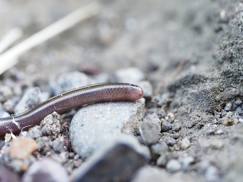 Brahminy Blind Snake