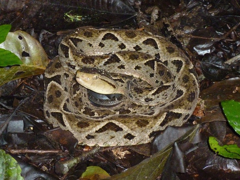 Fer-de-Lance