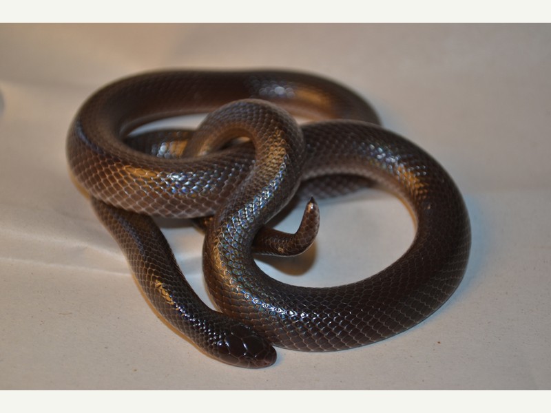 Stiletto Snake